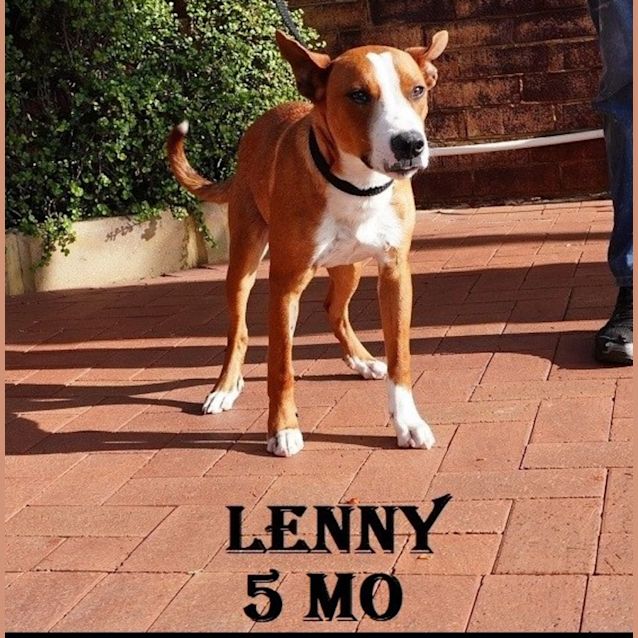 Photo of Lovable Lenny