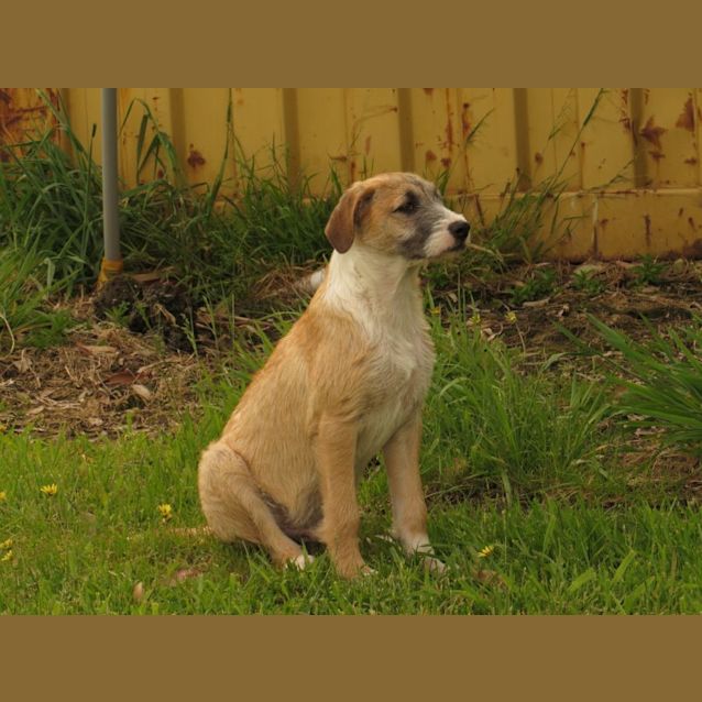 Photo of Cormac