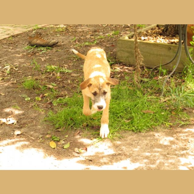 Photo of Cormac