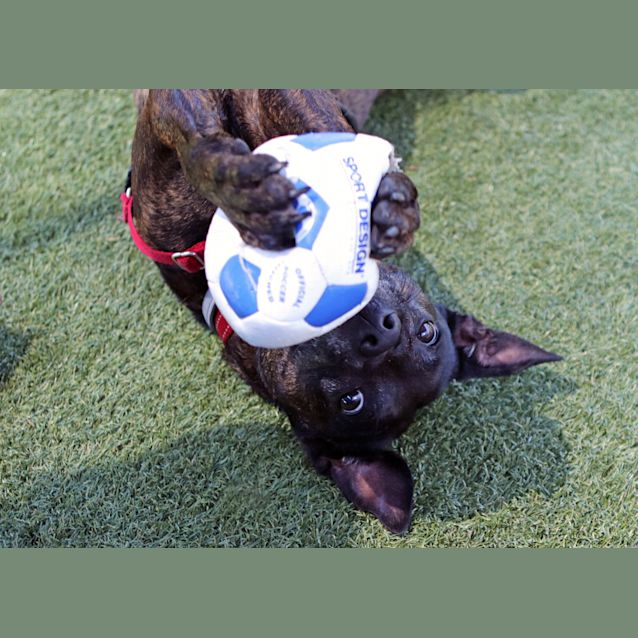 Photo of Roxy