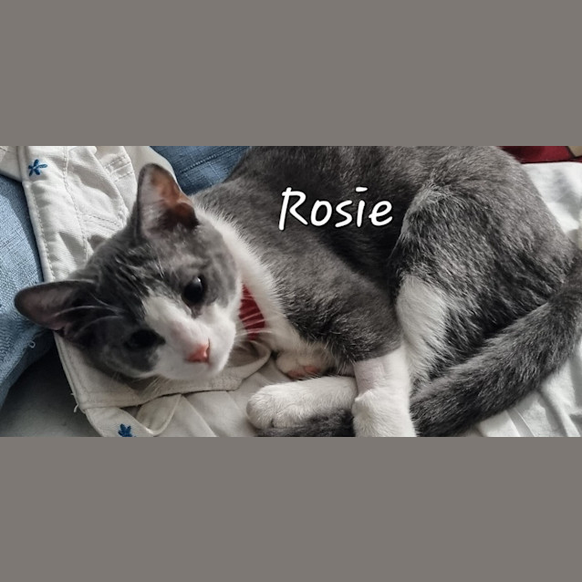 Photo of Rosie