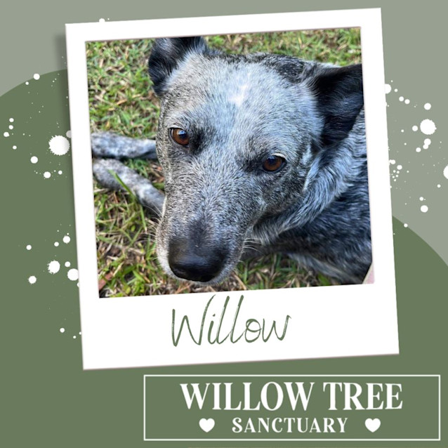 Photo of Willow
