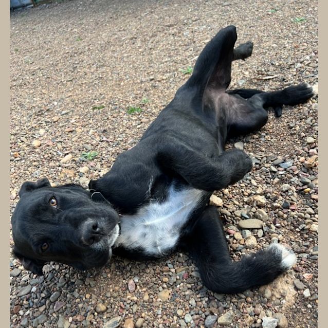 Photo of Millington (Milly)