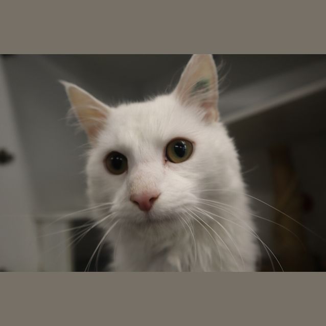 Photo of Tofu