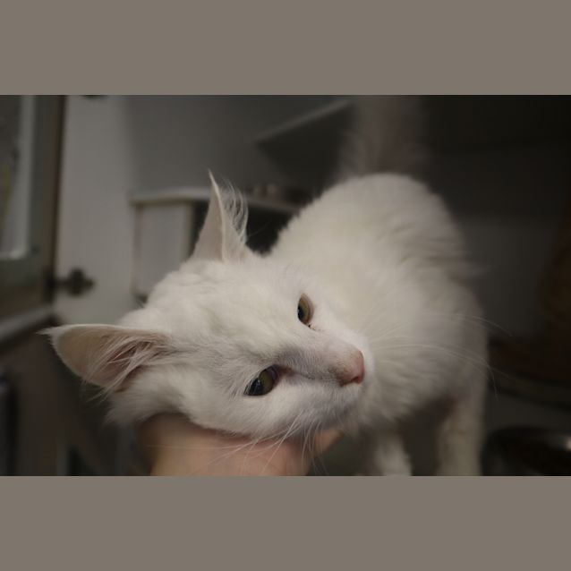 Photo of Tofu