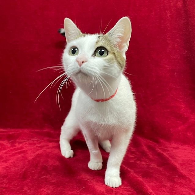 Photo of Cat Whineslet