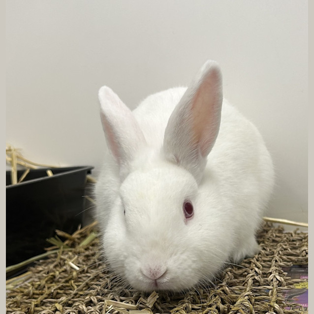 Photo of Levi