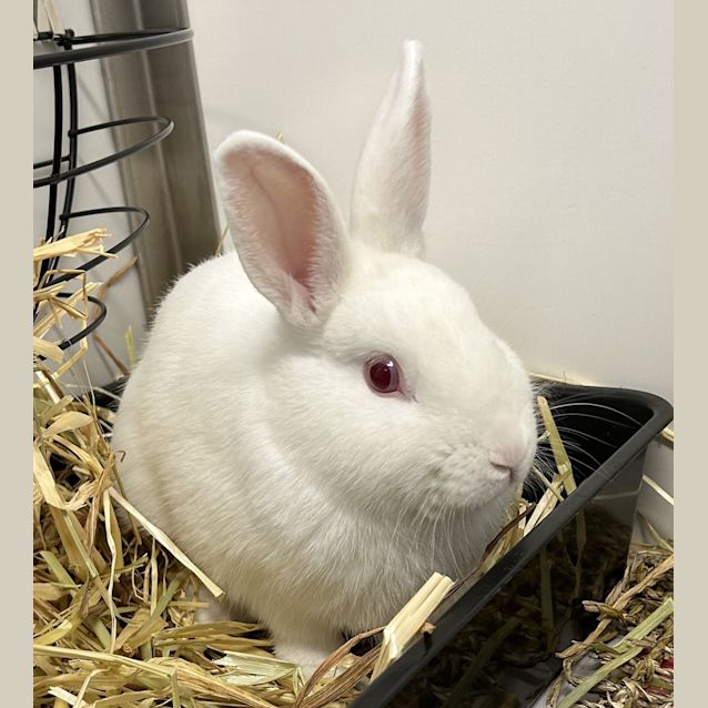 Photo of Levi