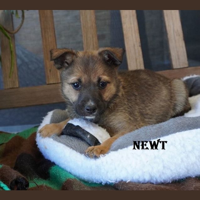Photo of Newt
