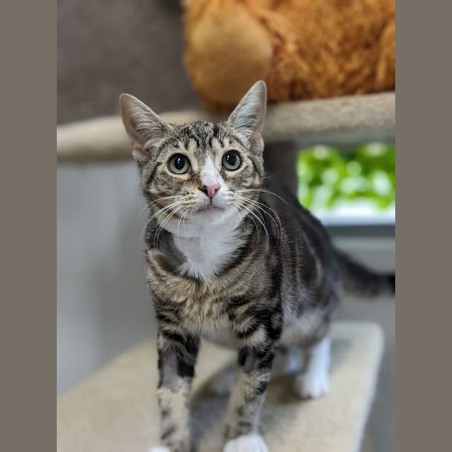 Photo of 🐢 Leonardo F02660 🐢