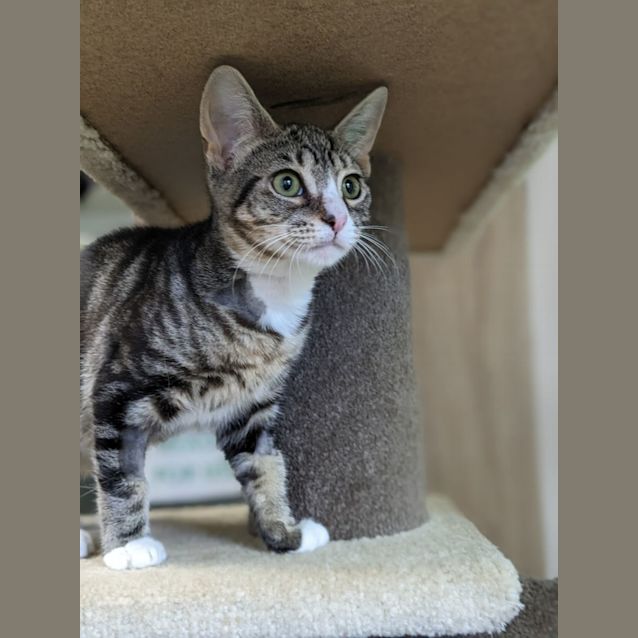 Photo of 🐢 Leonardo F02660 🐢