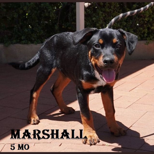 Photo of Marshall