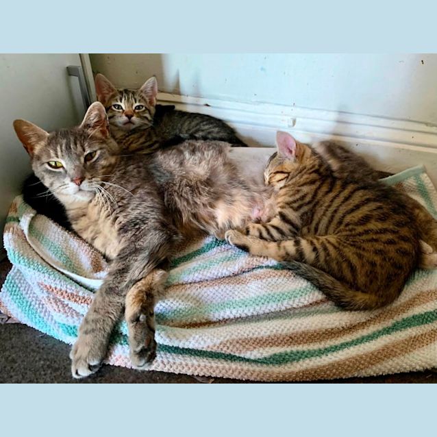 Photo of Biscuits & Baby 