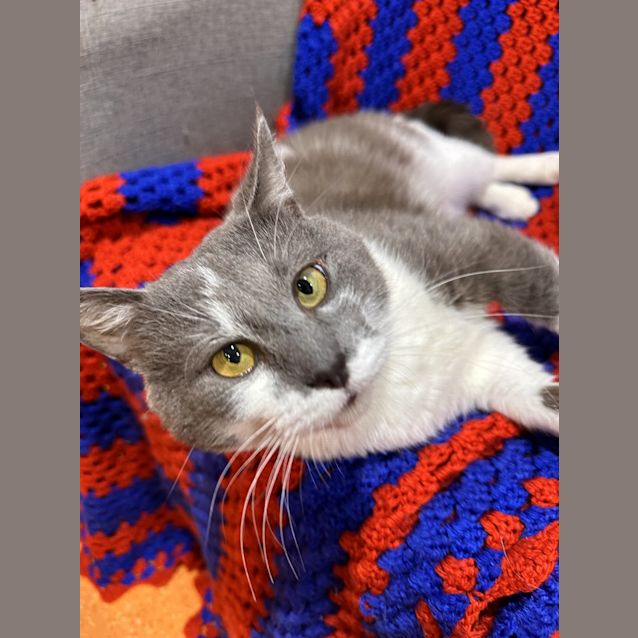 Photo of Scooter