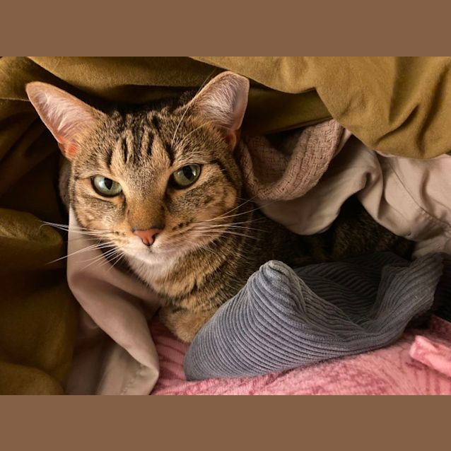 Photo of C1232 Maggie Mae