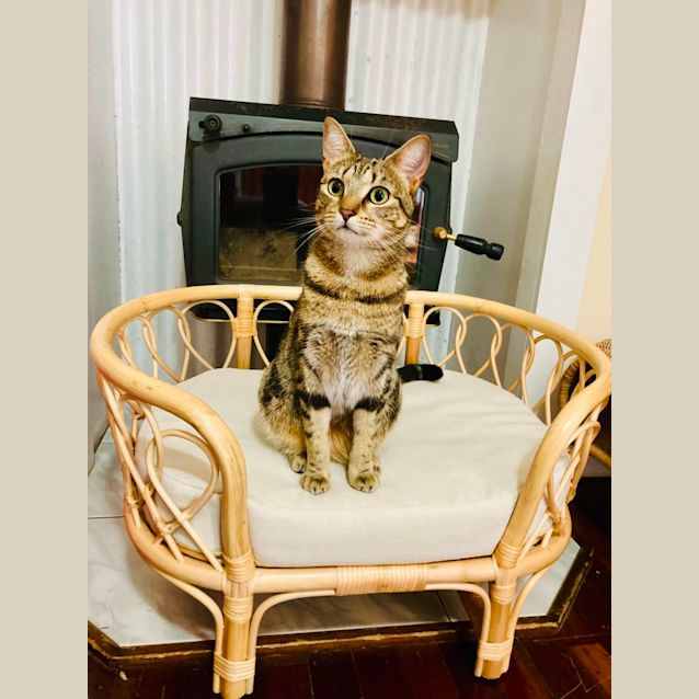 Photo of C1232 Maggie Mae