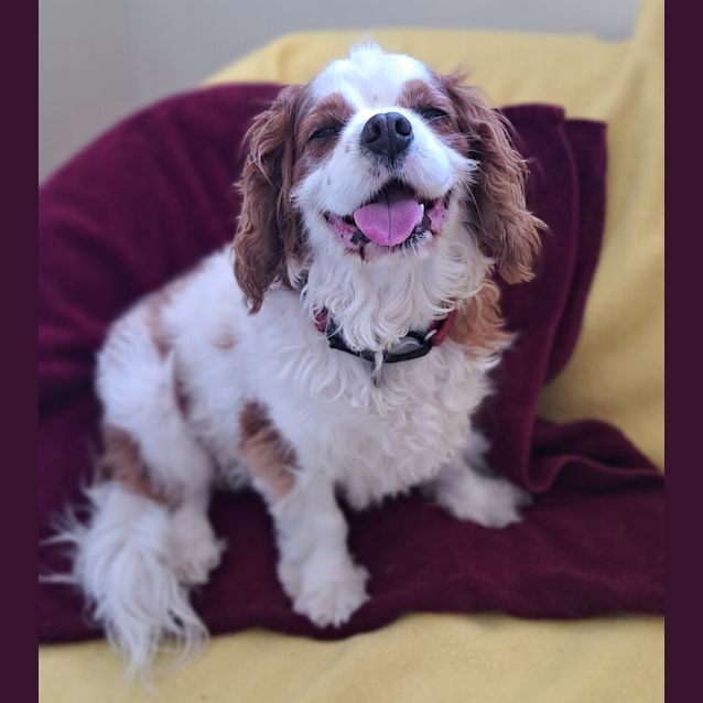 Photo of Clyde