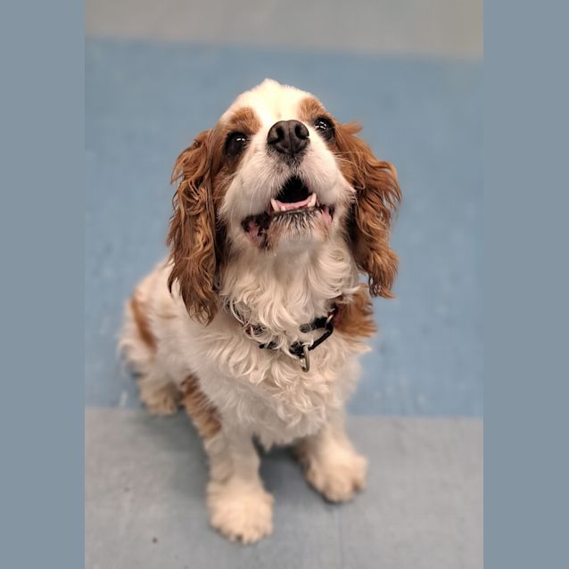 Photo of Clyde