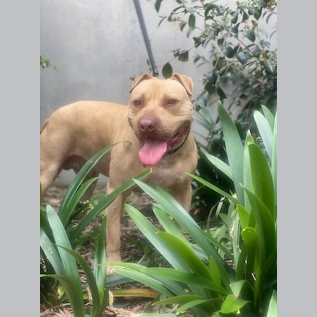 Photo of Tyson