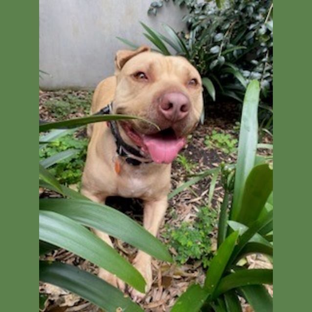 Photo of Tyson