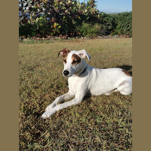 Photo of Macca  *$250 Adoption Fee*