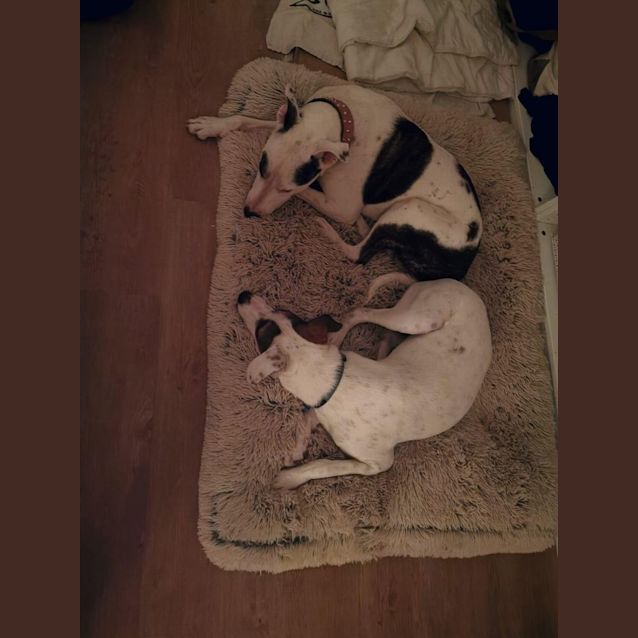 Photo of Macca  *$250 Adoption Fee*