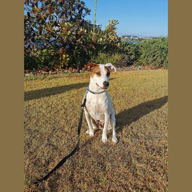 Photo of Macca  *$250 Adoption Fee*
