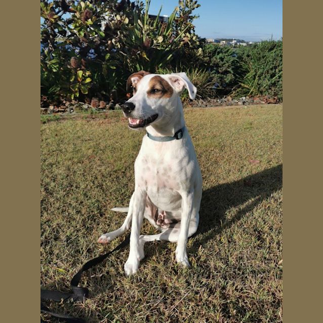 Photo of Macca  *$250 Adoption Fee*