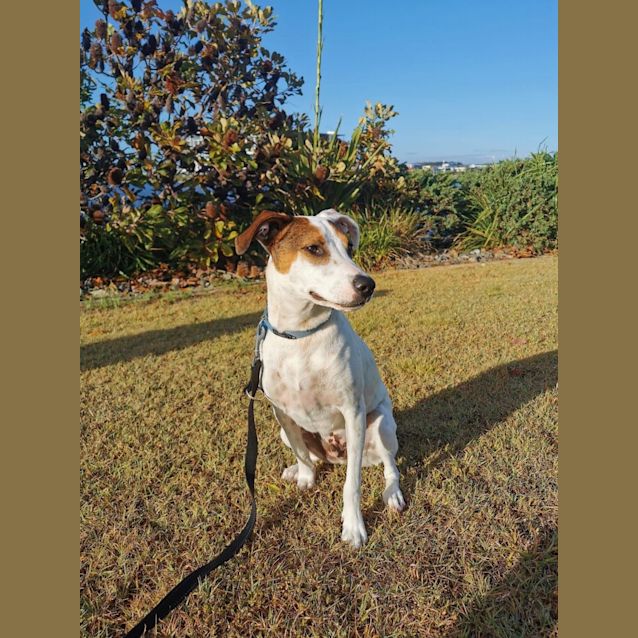 Photo of Macca  *$250 Adoption Fee*