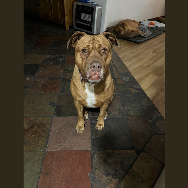 Boxer Ridgeback Rescue Dogs Mindy - Medium Female Boxer x Rhodesian Ridgeback Mix Dog in WA - PetRescue