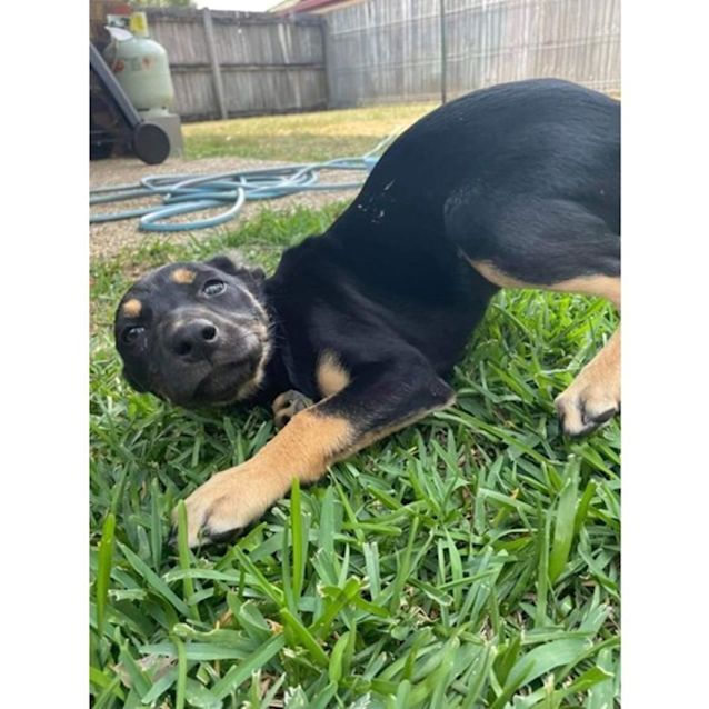 Photo of Fiesta