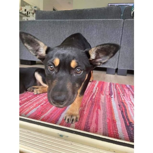 Photo of Fiesta