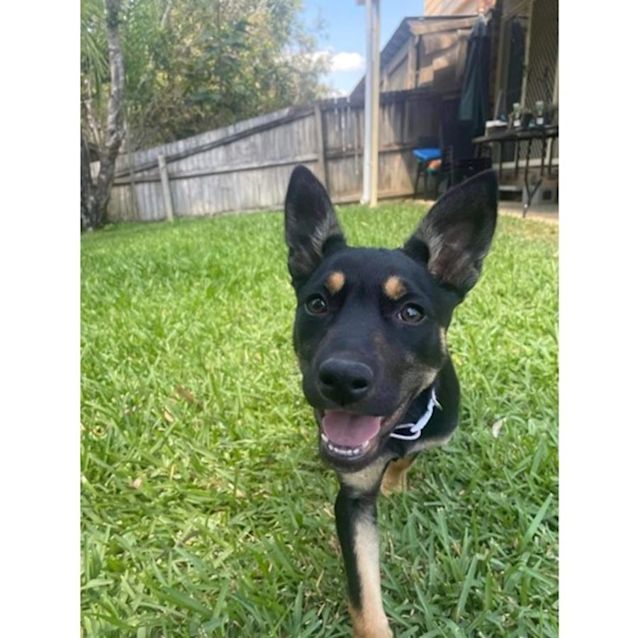 Photo of Fiesta