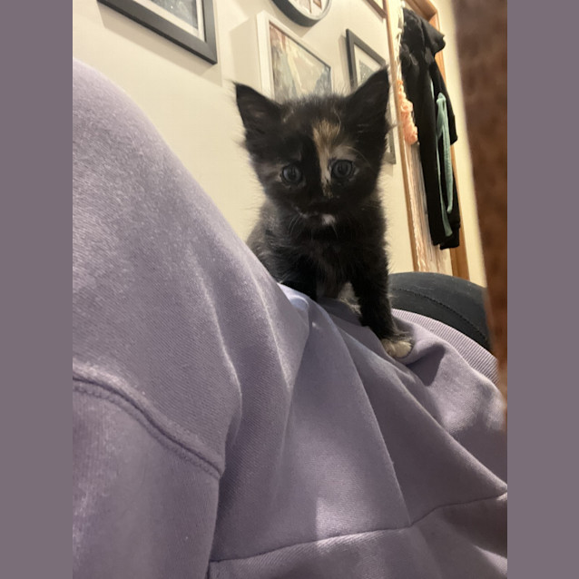 Photo of Luna
