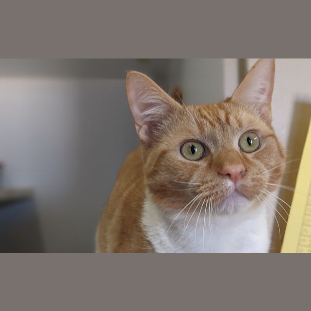 Photo of Chip