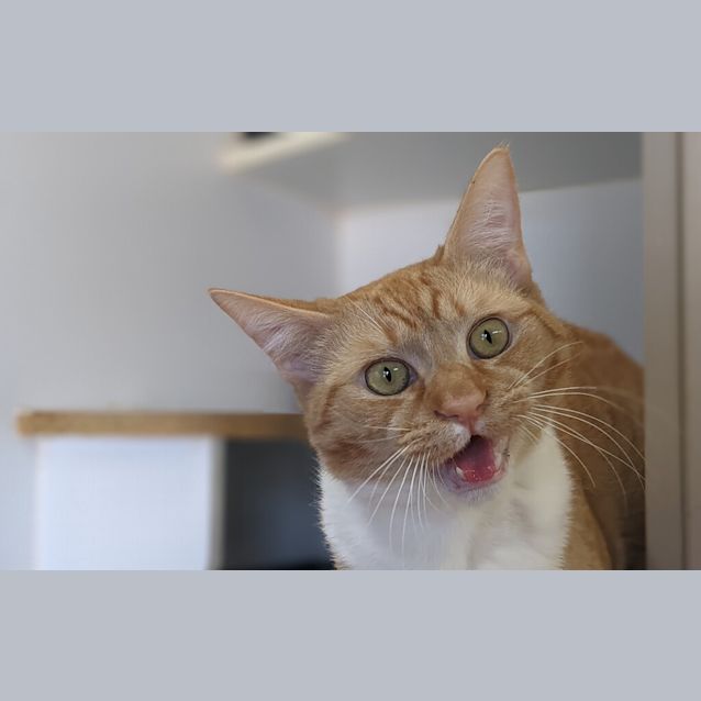 Photo of Chip