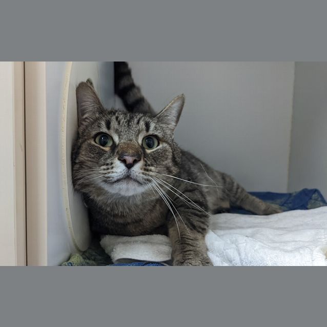 Photo of Stitch