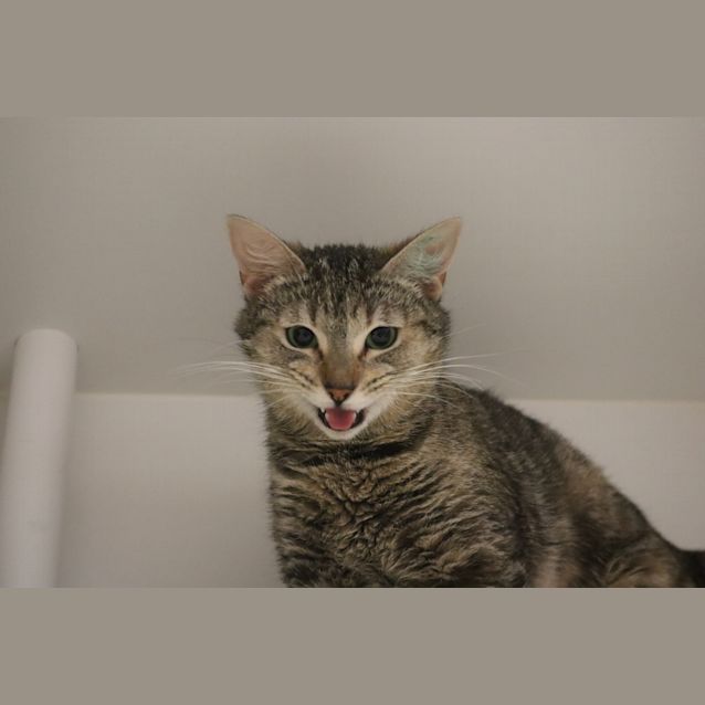 Photo of Ahsoka