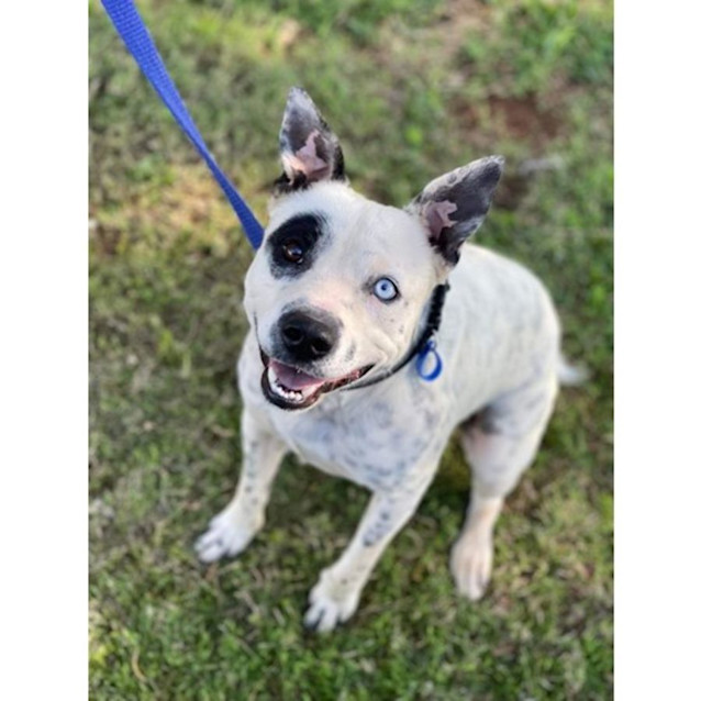 Photo of Patches