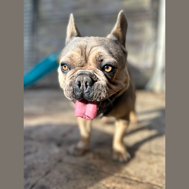 Photo of Chewy & Cookie