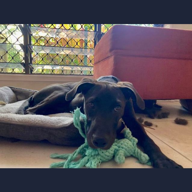 Photo of Cookie