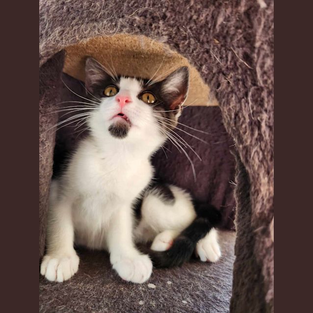 Photo of Voxie