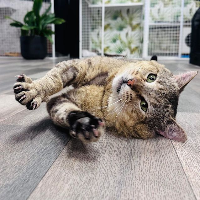 Photo of Toby   Located In Preston