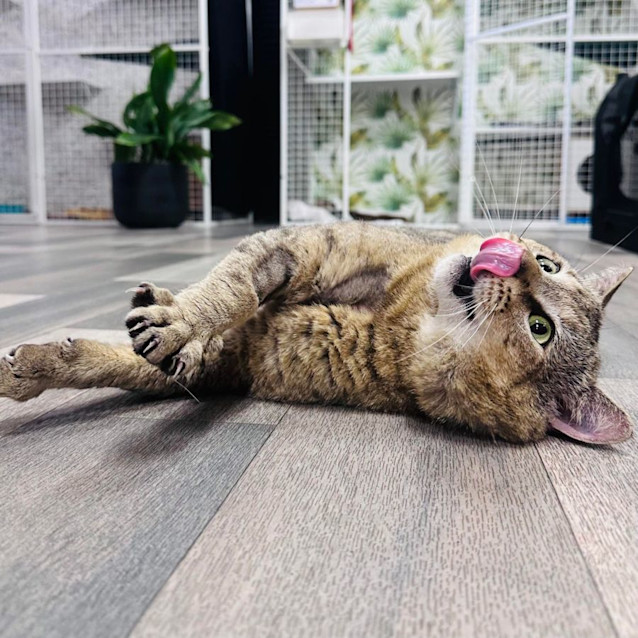 Photo of Toby   Located In Preston