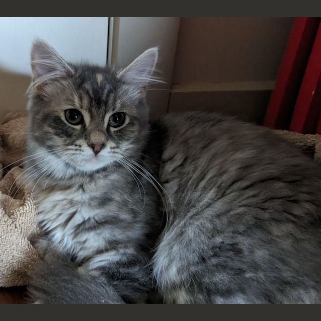 Photo of Candy   Located In Westmeadows