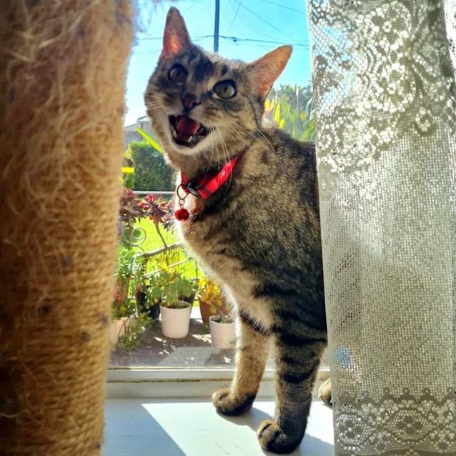 Photo of Swing   Located In Fawkner