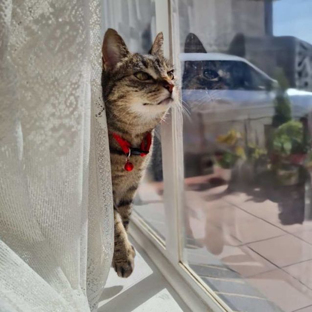 Photo of Swing   Located In Fawkner