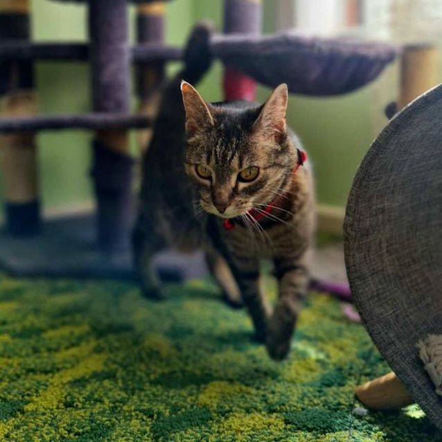 Photo of Swing   Located In Fawkner