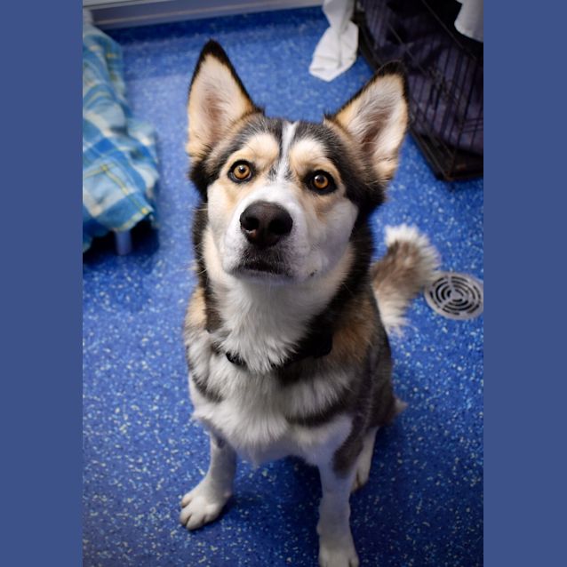 Photo of Rufus
