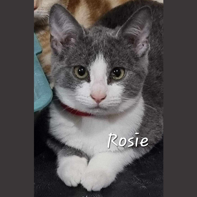 Photo of Rosie